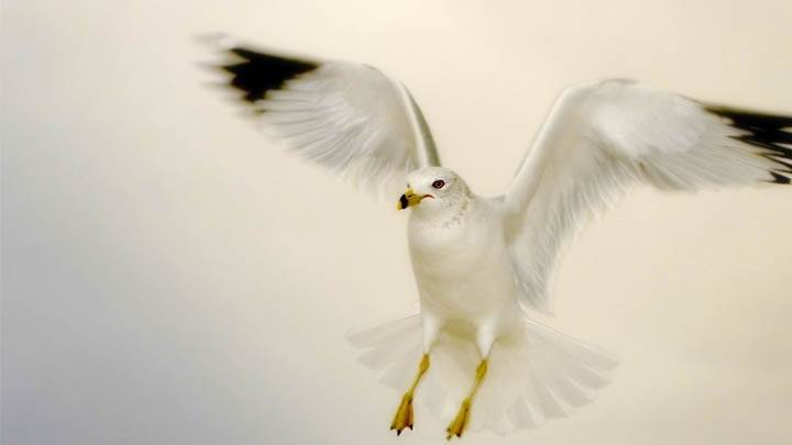 White Bird Flying