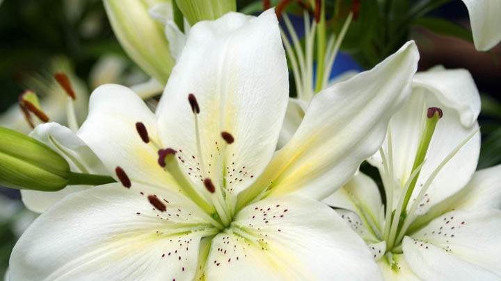 White Lilies