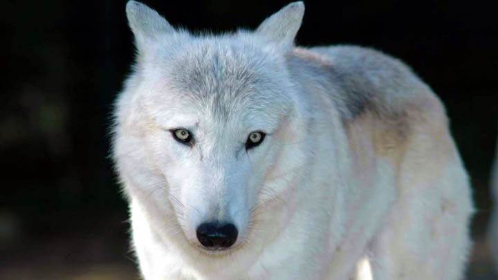 White Wolf Facing Camera