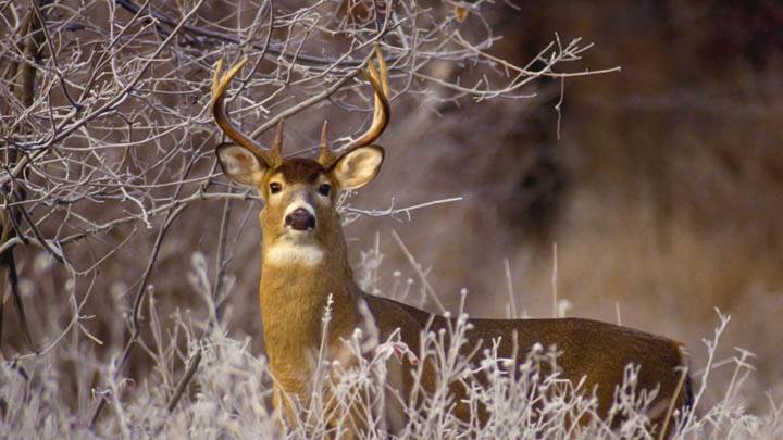 White-tailed Buck in Frost, Michigan