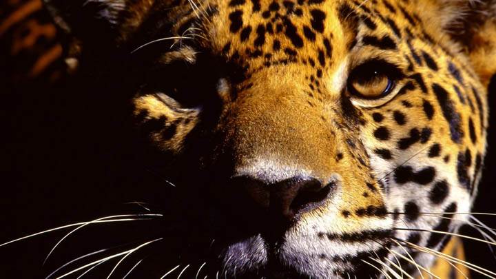 Wild Eyes, Jaguar