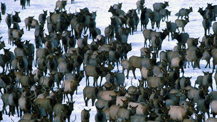 Winter Elk Herd, Grand Teton National Park