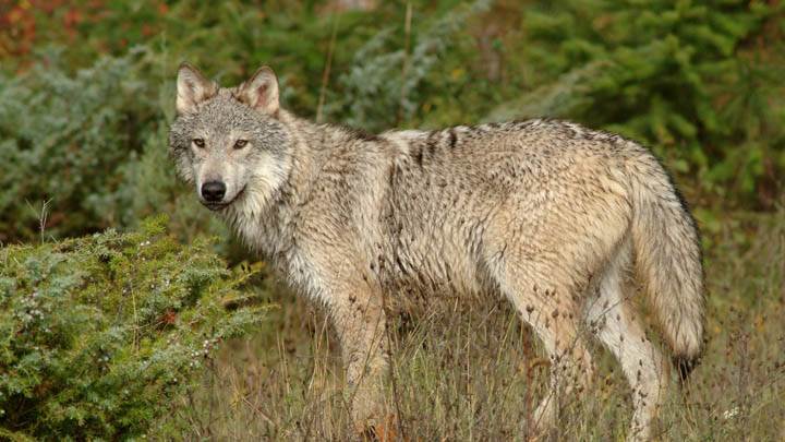 Wolf in Clearing, Montana