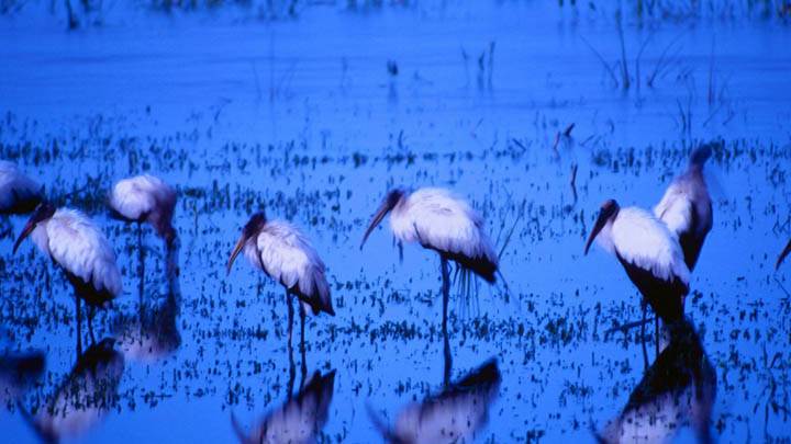 Wood Storks