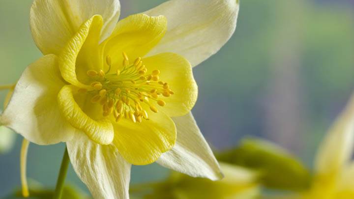 Yellow Columbine