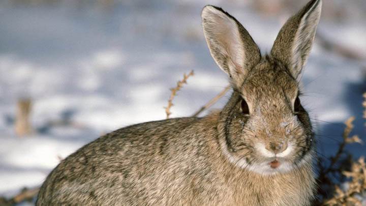 Young Cottontail