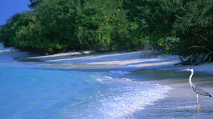 Bird Looking Sea Side Maldives Paradise Island