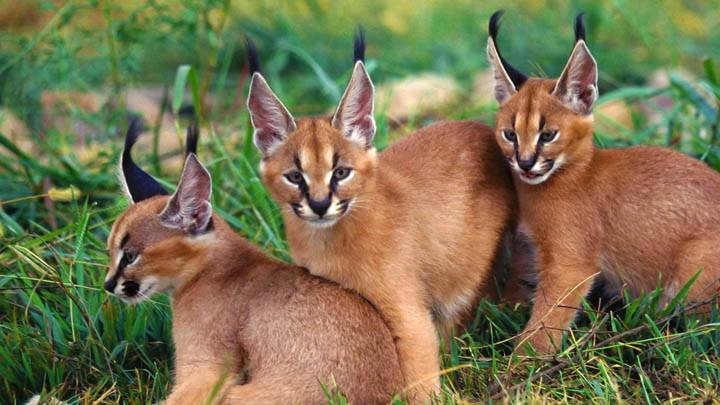 Three Caracals
