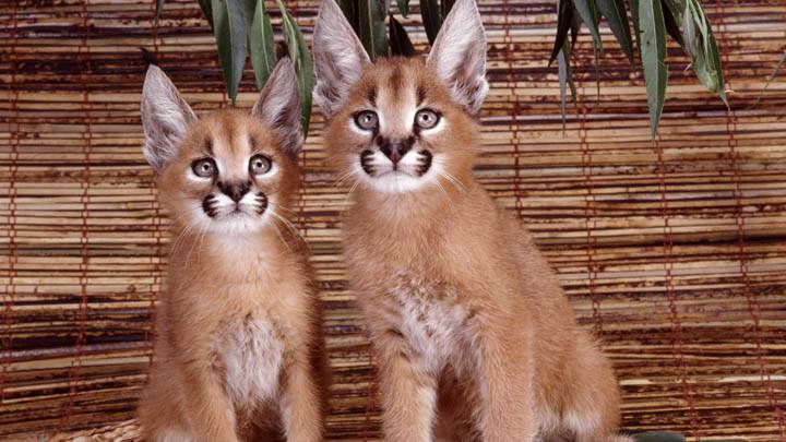 Caracals Pair