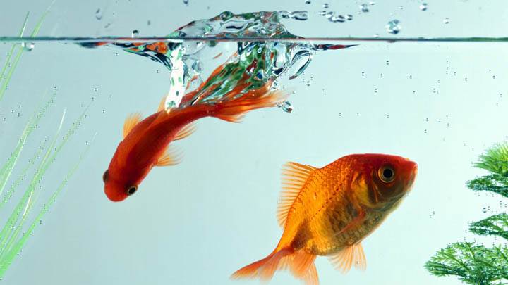 Fish In Aquarium Closeup