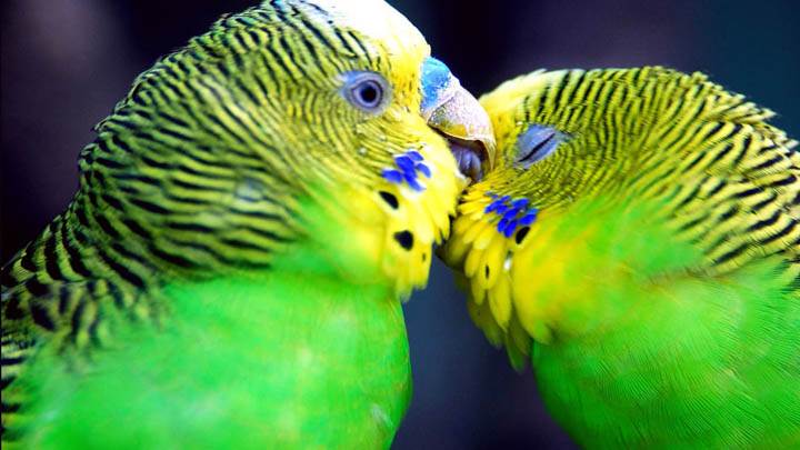 This Is Love Of Green