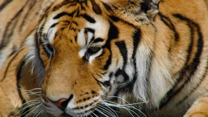 Tiger Face Closeup