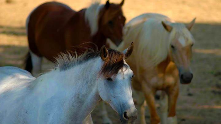 Three Horses