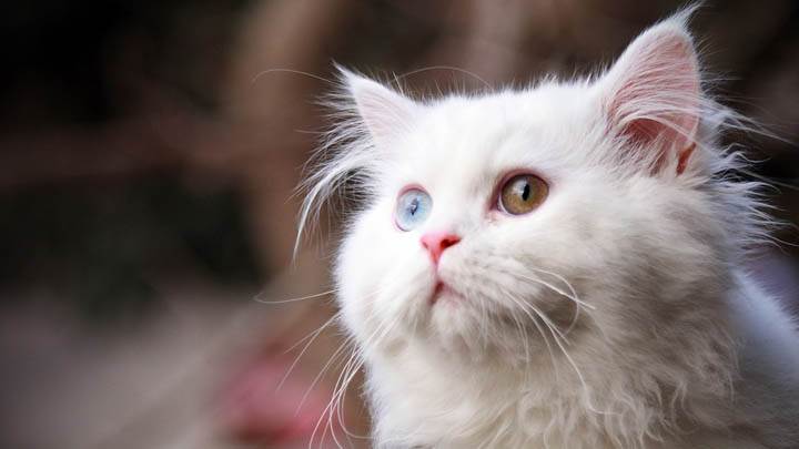 White Cat