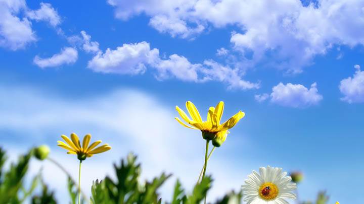 White & Yellow Flower In Spring Time