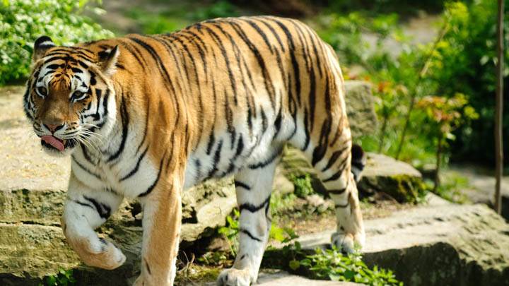 A Lovely Tiger