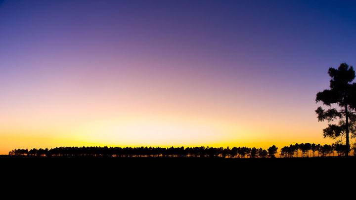 Line Of Trees