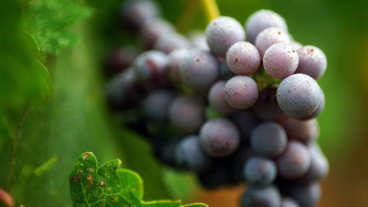 A Bunch Of Grapes