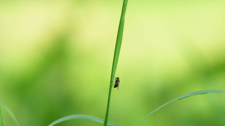 Bee On Green Grass