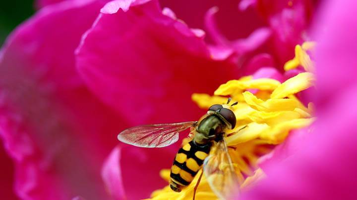 Bee On Pink Rose