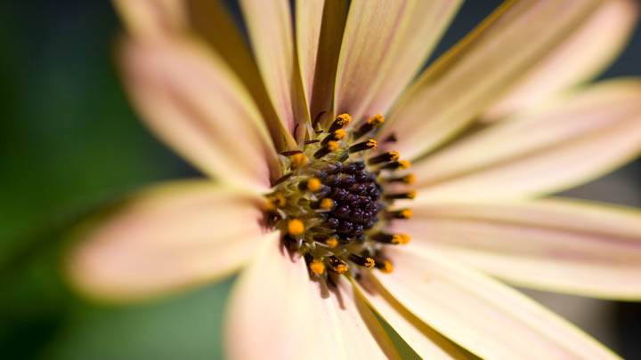 Flower Closeups