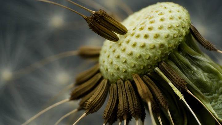Fresh Dandelion Macro