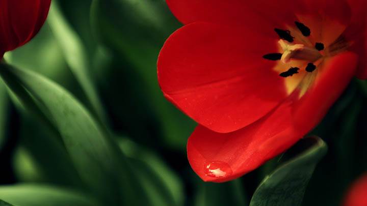 Fresh Red Flower