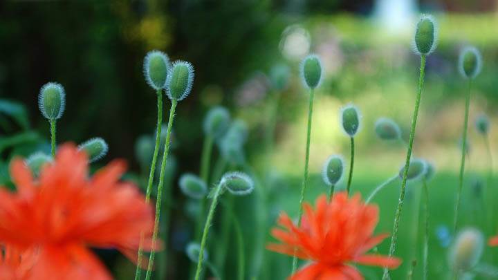 Orange Flowers