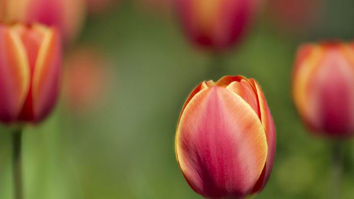 Pink Flowers in a Garden