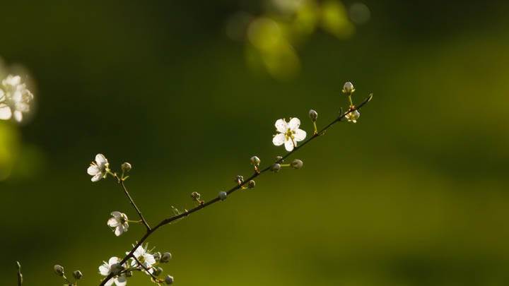 Small White Flowers On Branch
