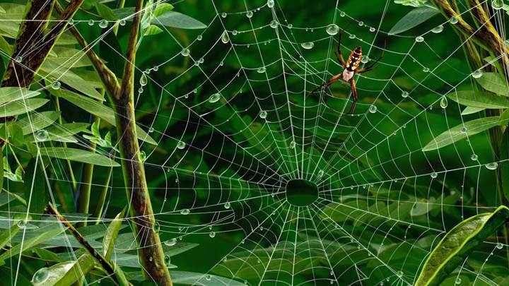 Spider Web