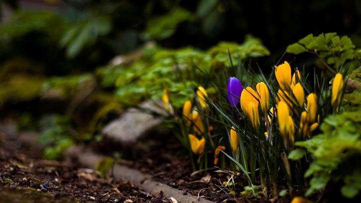 Yellow Flowers Growing With Grass