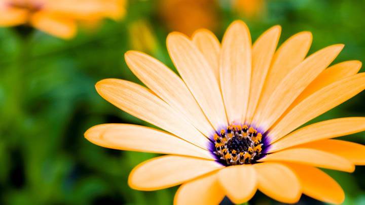 Yellow Fresh Flower