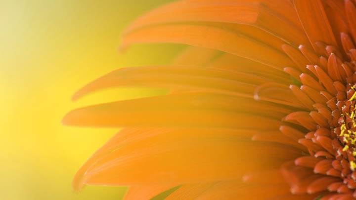 Yellow Sun Flower