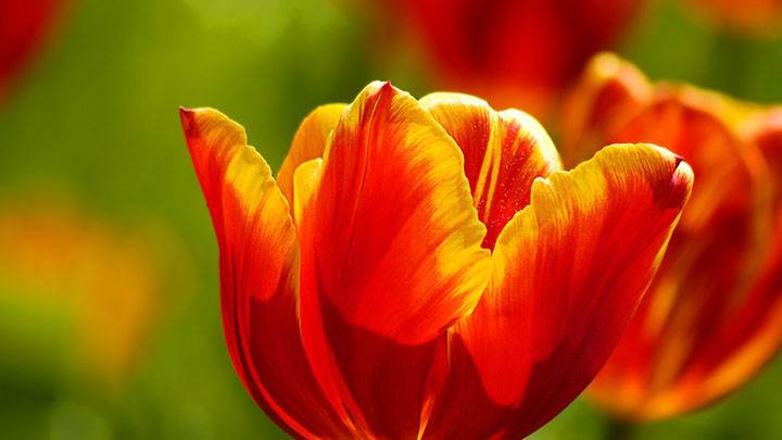 Beautiful Red & Yellow Tulips