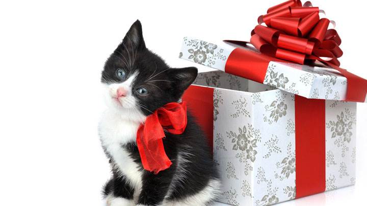 Black & White Catty With Gift Box
