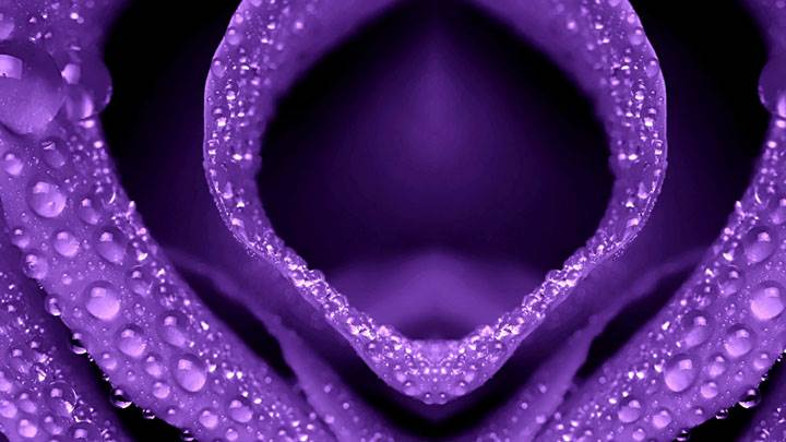 Drops On Purple Flower Closeups
