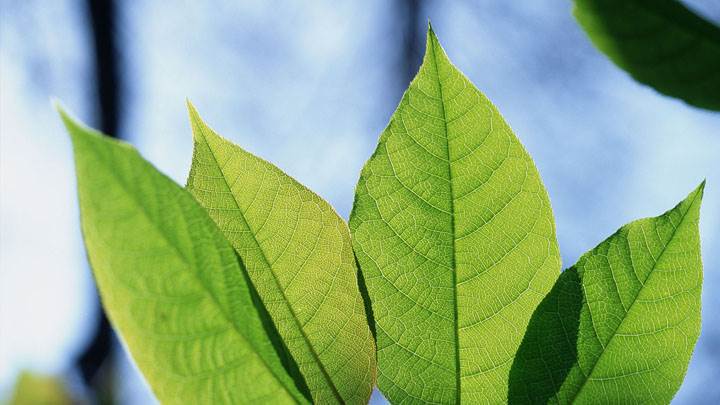 Four Green Fresh Leaves
