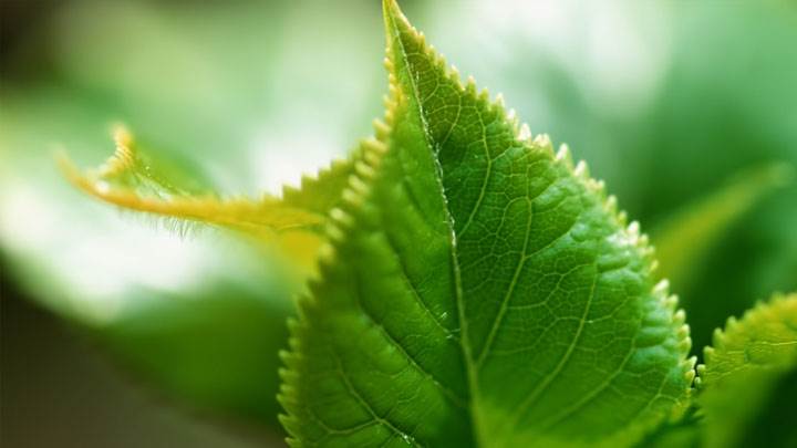 Lush Green Leaves