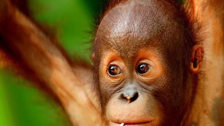 Monkey Face Closeups