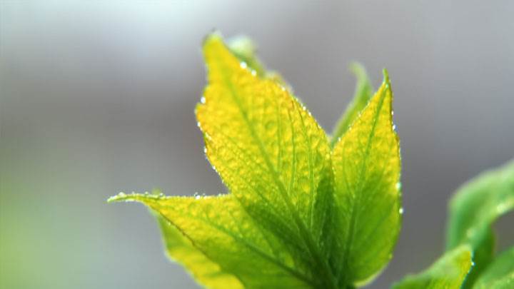 Morning Water Droplets On Leaves