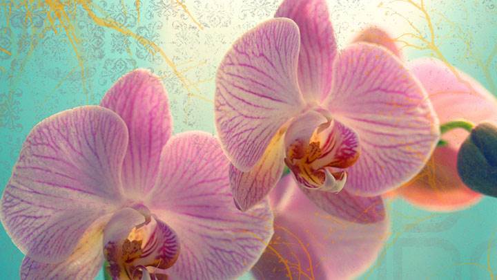 Pink Flowers On Designing Background