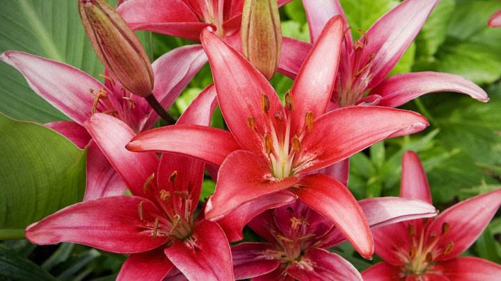Red Lilies Flowers