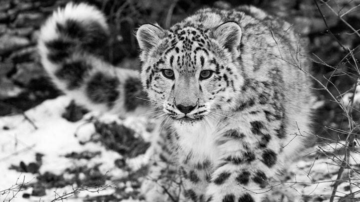 Snow Leopard Black N White