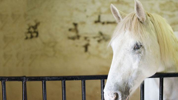 White Horse Closeup