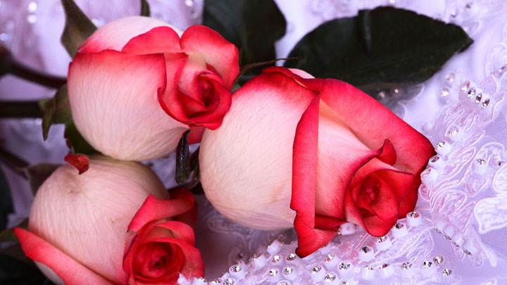 3 Pink Red Roses Closeup Picture