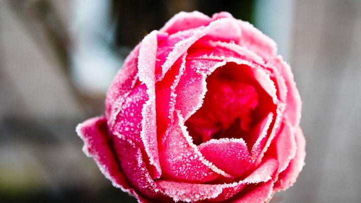 Pink Frozen Rose