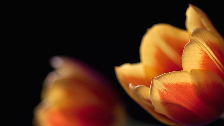 Tulips Couple