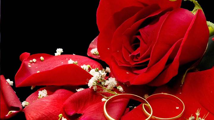 Two Wedding Golden Rings With Red Rose