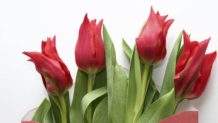 A Bunch Of Red Tulips Flowers
